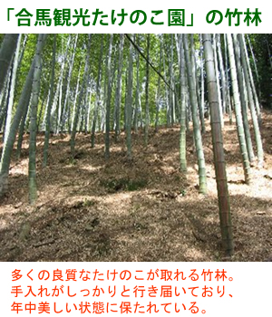 「合馬観光たけのこ園」の竹林 多くの良質なたけのこが取れる竹林。手入れがしっかりと行き届いており、年中美しい状態に保たれている。